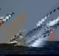 Sydney Harbour Tall Ship Whale  Sail - Whale Watching Cruise - Taree Accommodation