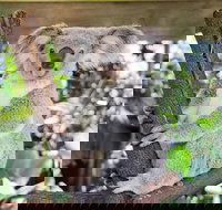 Cairns ZOOM and Wildlife Dome - Taree Accommodation