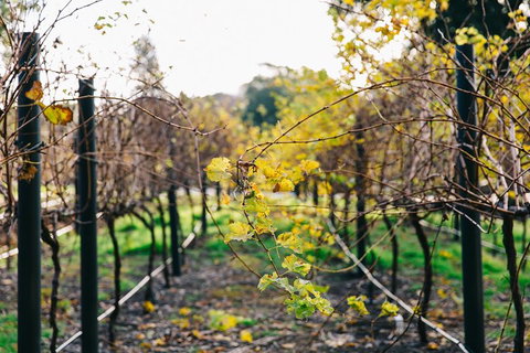 Australian Wine Discovery Tour Ticket - Taree Accommodation 4