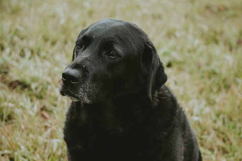 Daylesford Wine Tours: Wine, Cider, Gin, Vodka, Port, Food & Sights Tours! - Taree Accommodation 4