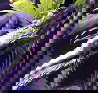 Cairns Aquarium Admission Ticket - Taree Accommodation