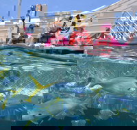 Outer Reef Pontoon Experience from Cairns - Taree Accommodation