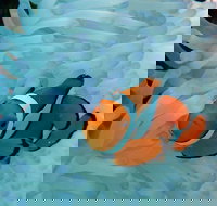 Seastar Luxury Outer Great Barrier Reef Island and Reef Tour from Cairns - Taree Accommodation