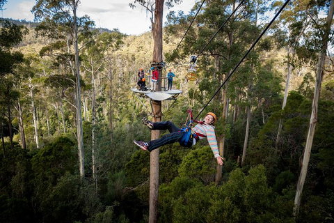 Hollybank Wilderness Adventure - Zipline Tours - Taree Accommodation 0