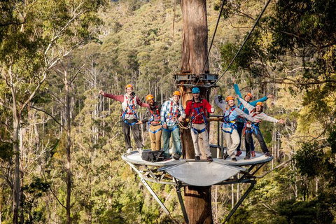 Hollybank Wilderness Adventure - Zipline Tours - Taree Accommodation 1