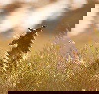 Sunset Blue Mountains Wilderness  Wildlife Tour without the crowds - Taree Accommodation