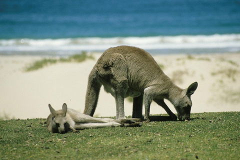 Great Ocean Road Highlights Tour - 2 Days, 1 Night - Taree Accommodation 2