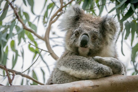 Great Ocean Road & Grampians National Park Tour - 3 Days, 2 Nights - Taree Accommodation 2