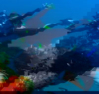 Scuba Dive the S.S. Yongala Wreck on the Great Barrier Reef. - Taree Accommodation