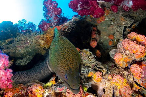 Scuba Dive The S.S. Yongala Wreck On The Great Barrier Reef. - Taree Accommodation 1
